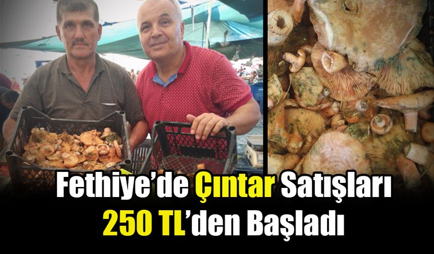 Fethiye’de Çıntar Satışları 250 TL’den Başladı