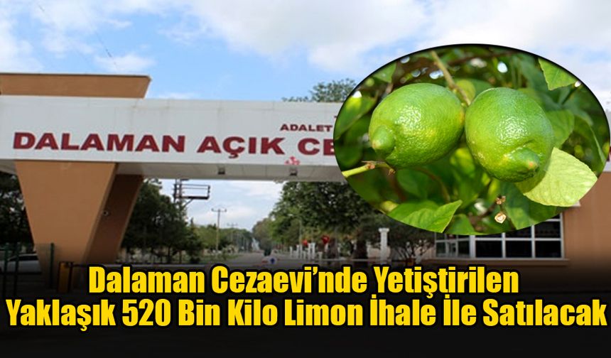 Dalaman Cezaevi’nde Yetiştirilen Yaklaşık 520 Bin Kilo Limon İhale İle Satılacak