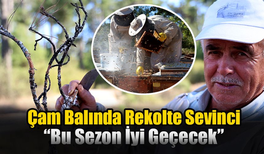 Çam Balında Rekolte Sevinci