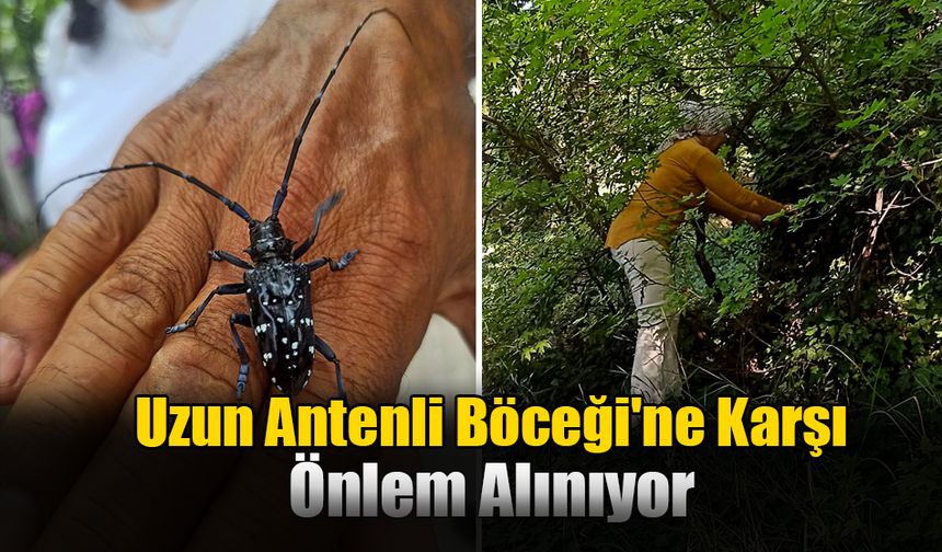 Ortaca’daki Ağaçlar İçin Önlem Alınıyor