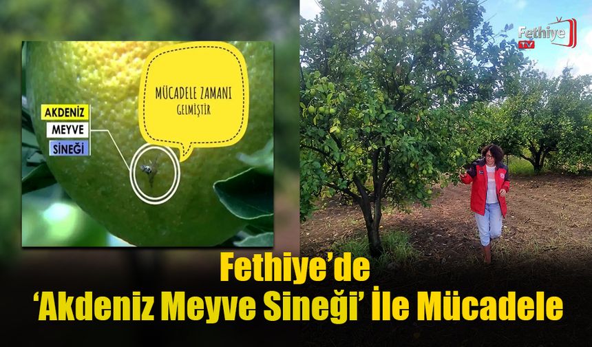 Fethiye’de Akdeniz Meyve Sineği İle Mücadele