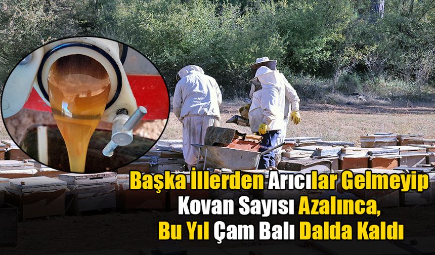 “Arı Olmadığı İçin Bal Çamda Kaldı”