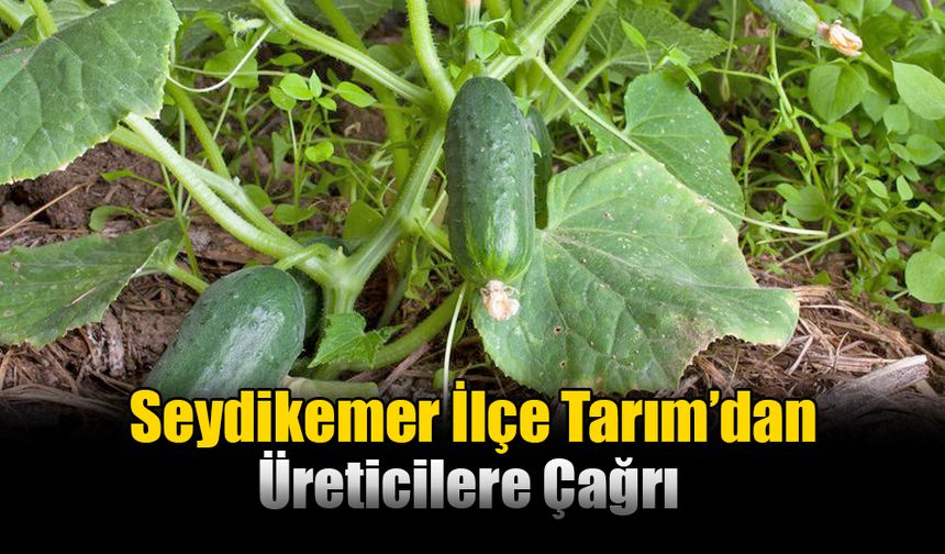 Seydikemer İlçe Tarım’dan Üreticilere Çağrı