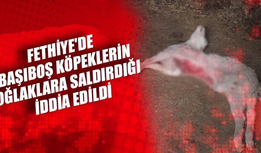Fethiye'de Başıboş Köpeklerin Oğlaklara Saldırdığı İddia Edildi