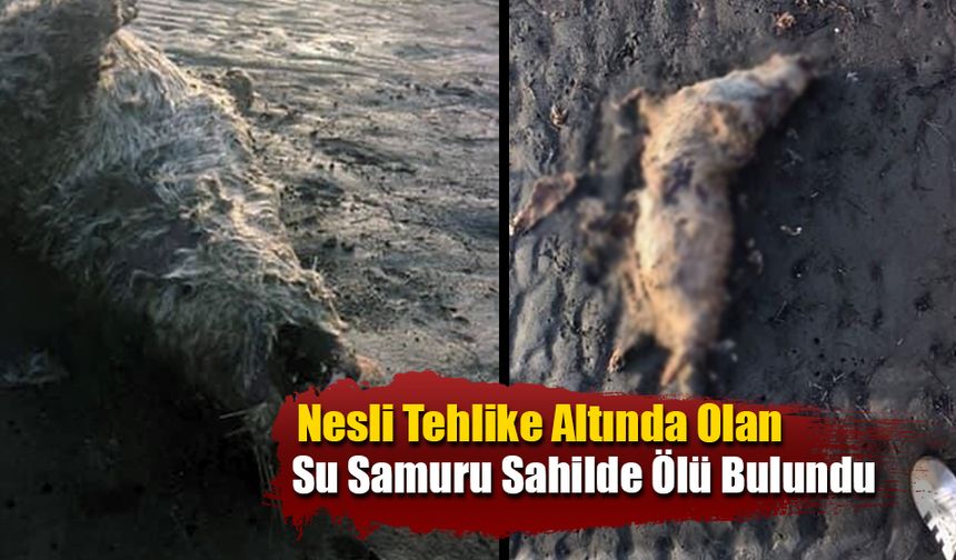Nesli Tehlike Altında Olan Su Samuru Sahilde Ölü Bulundu