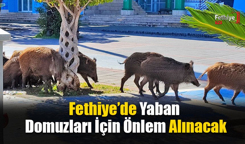 Fethiye’de Yaban Domuzları İçin Önlem Alınacak