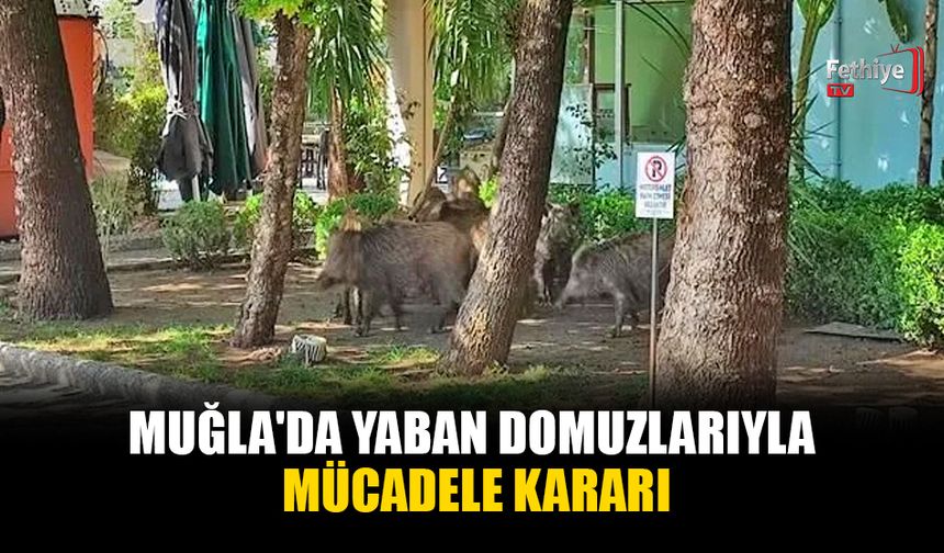 Muğla'da Yaban Domuzlarıyla Mücadele Kararı