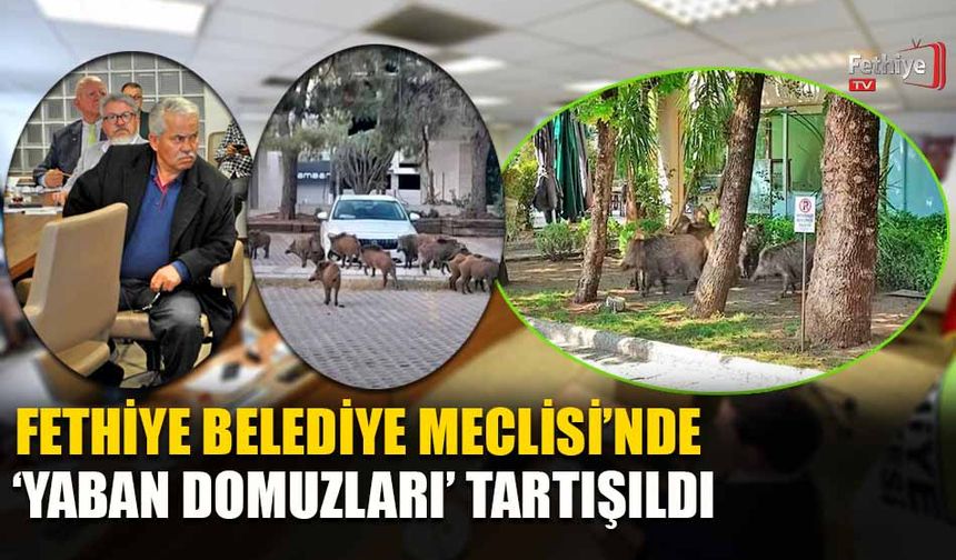 Fethiye Belediye Meclisi’nde ‘Yaban Domuzları’ Tartışıldı