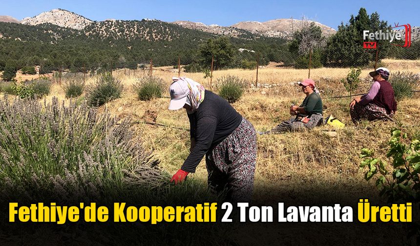 Fethiye'de Kooperatif 2 Ton Lavanta Üretti