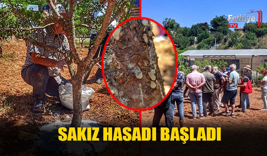 Fethiye'de Sakız Hasadı Başladı