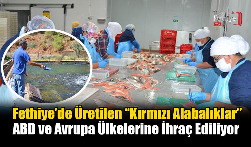 Fethiye’de Üretilen “Kırmızı Alabalıklar” ABD ve Avrupa Ülkelerine İhraç Ediliyor