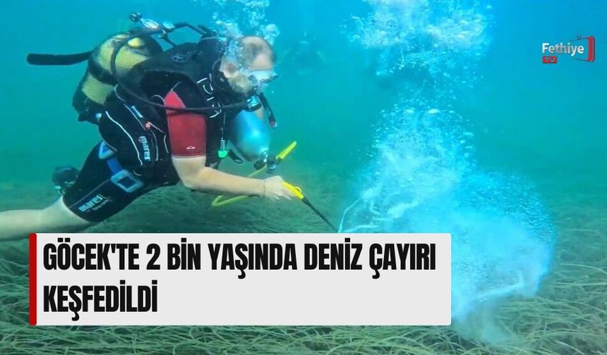 Göcek'te 2 Bin Yaşında Deniz Çayırı Keşfedildi