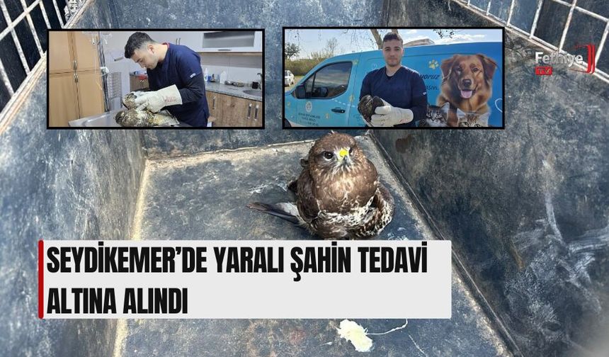 Seydikemer’de Yaralı Şahin Tedavi Altına Alındı
