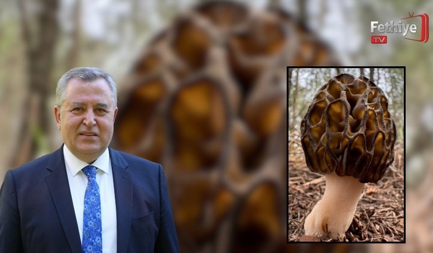 FTSO’dan Fethiye Kuzu Göbeği Mantarı İçin Coğrafi İşaret Adımı