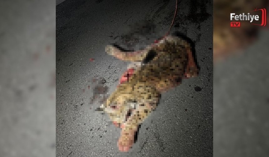 Burdur-Fethiye Karayolunda Otomobilin Çarptığı Koruma Altındaki Vaşak Telef Oldu