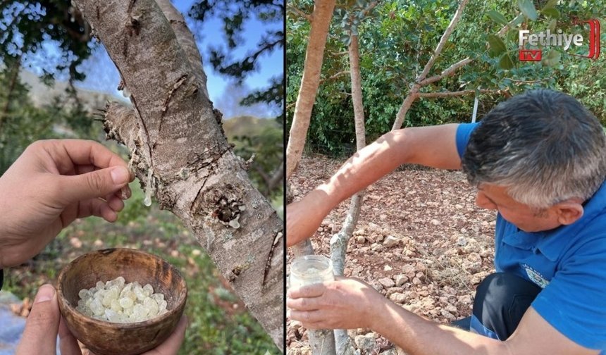 Fethiye’de Sakız Ağacı Deneme Bahçesi Dikkat Çekiyor