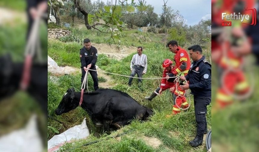 Seydikemer’de Arığa Giren İnek Kurtarıldı