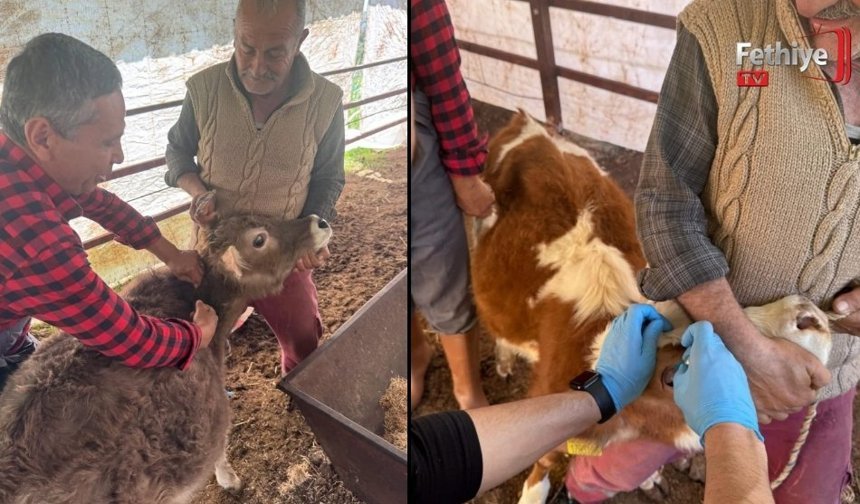 Fethiye’de Hayvan Sağlığı İçin Seferberlik
