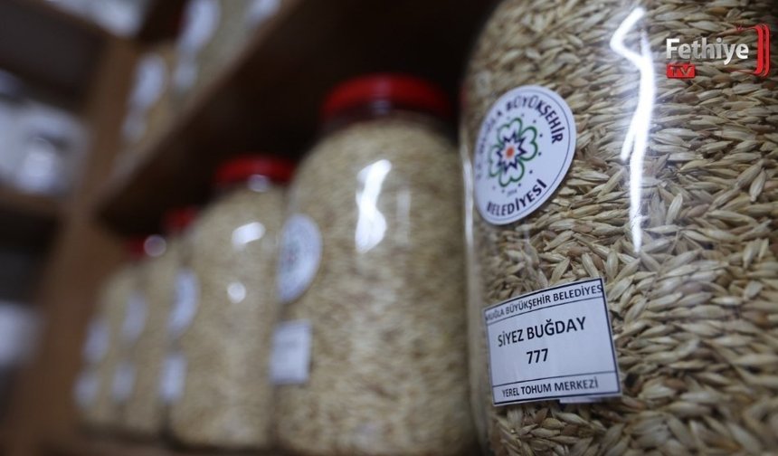 Muğla’nın Ata Tohumları Ülke Toprakları ile Buluşmaya Devam Ediyor