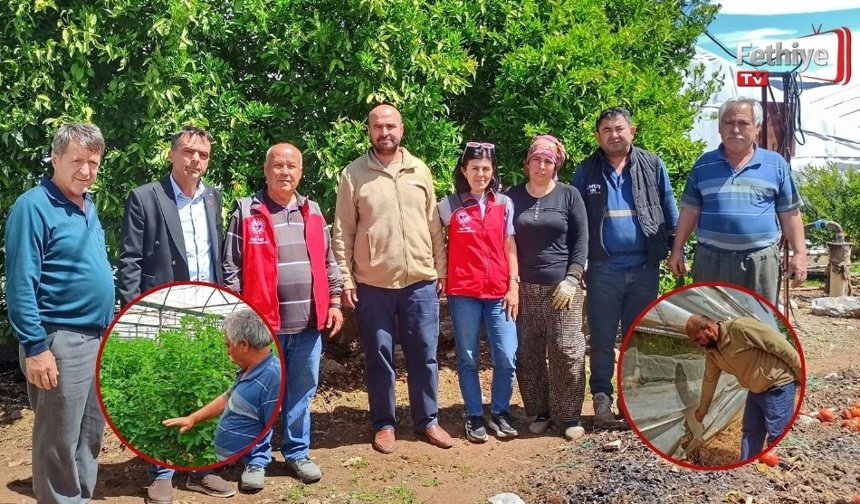 Karaçulha’da Seralara Domuz Saldırısı
