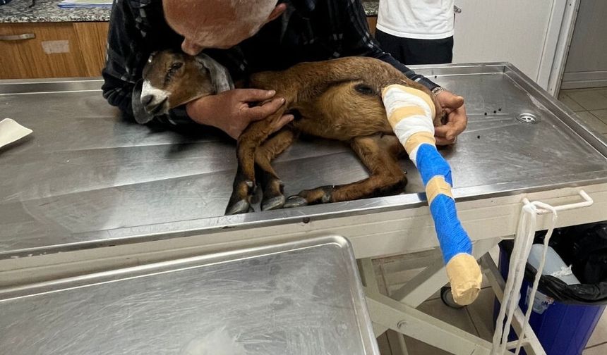 Yaralı Oğlak, Sağlığına Büyükşehir’le Kavuştu