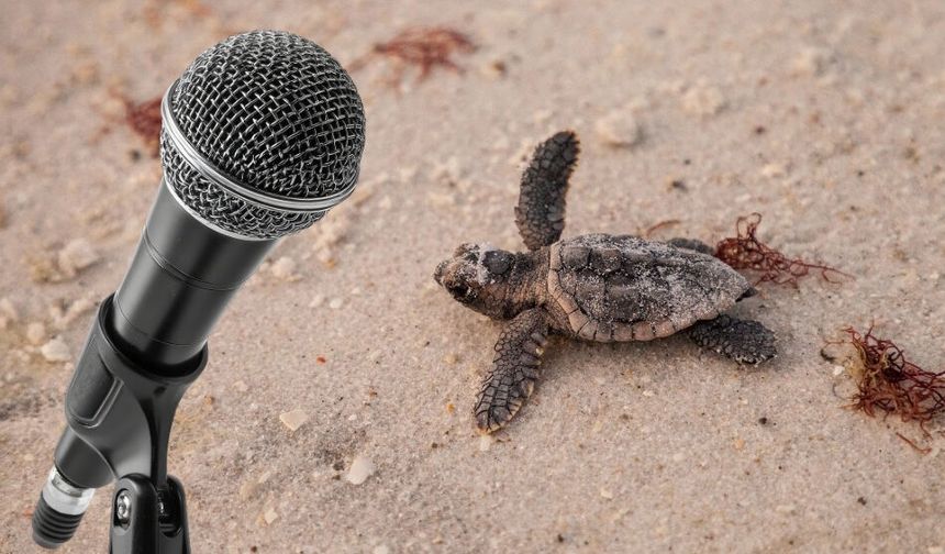 Çalış Sahili’nde Caretta Alarmı: Müzik Yayınına 819 Bin TL Ceza