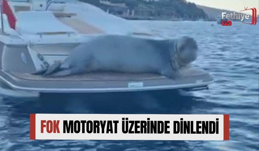 Fok Motoryat Üzerinde Dinlendi