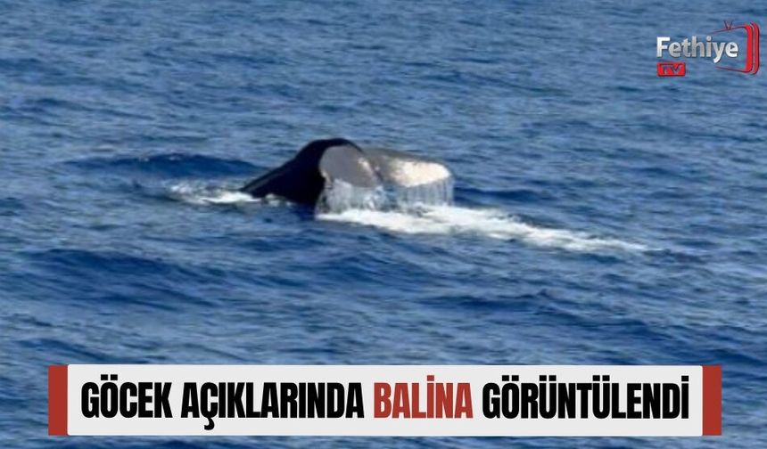 Göcek Açıklarında Balina Görüntülendi
