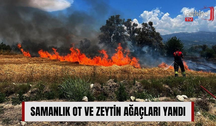 Samanlık Ot ve Zeytin Ağaçları Yandı