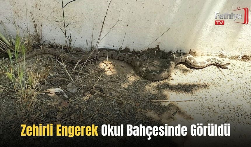 Zehirli Engerek Okul Bahçesinde Görüldü