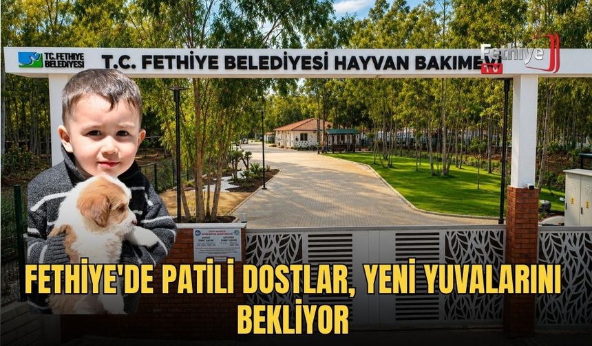 Fethiye'de Patili Dostlar, Yeni Yuvalarını Bekliyor