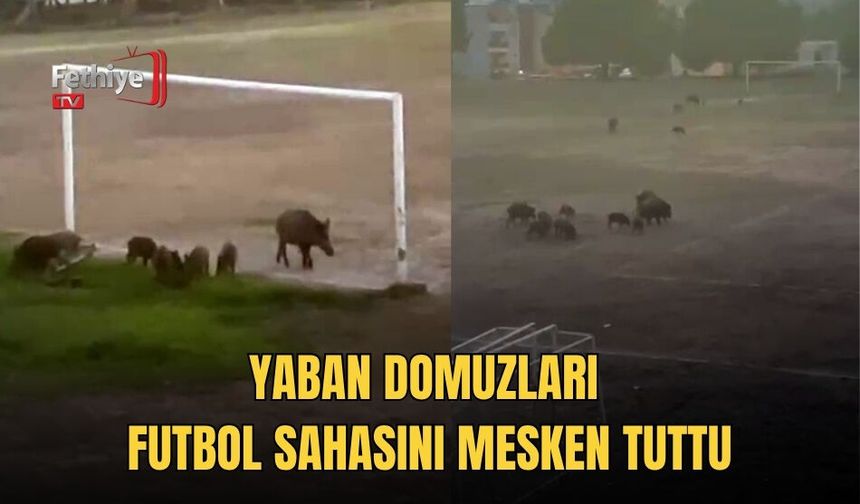 Yaban Domuzları Futbol Sahasını Mesken Tuttu