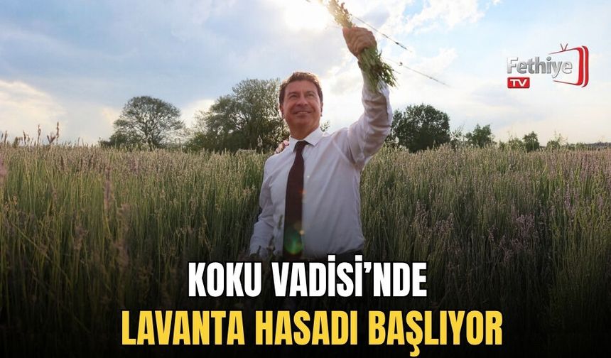 Koku Vadisi’nde Lavanta Hasadı Başlıyor