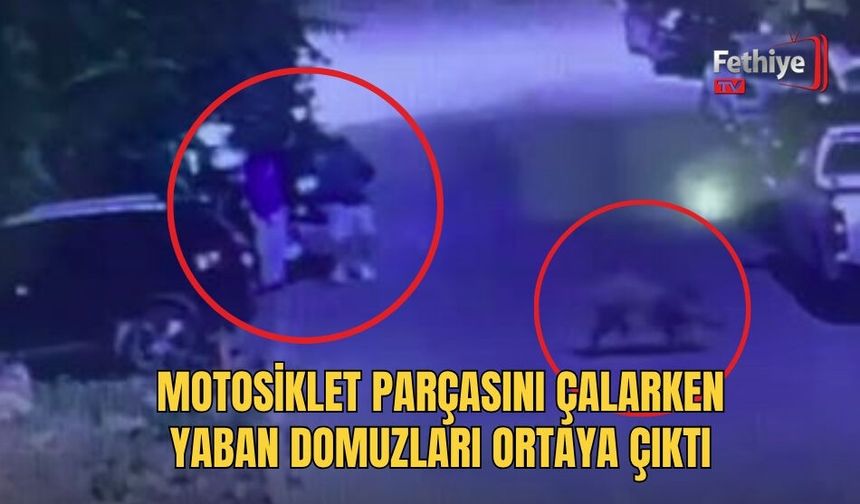 Motosiklet Parçasını Çalarken Yaban Domuzları Ortaya Çıktı