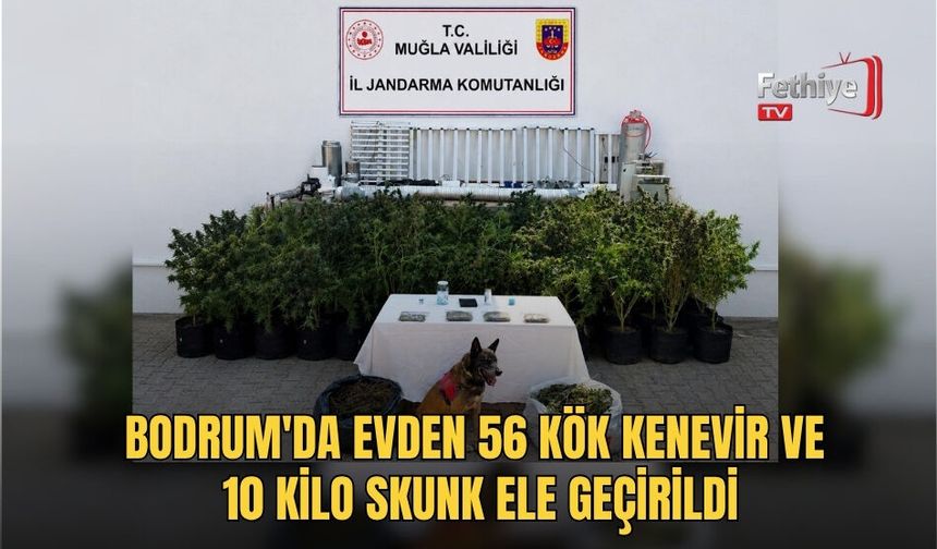 Bodrum'da Evden 56 Kök Kenevir Ve 10 Kilo Skunk Ele Geçirildi