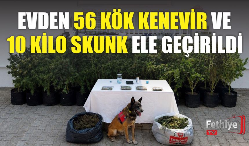Evden 56 Kök Kenevir ve 10 Kilo Skunk Ele Geçirildi