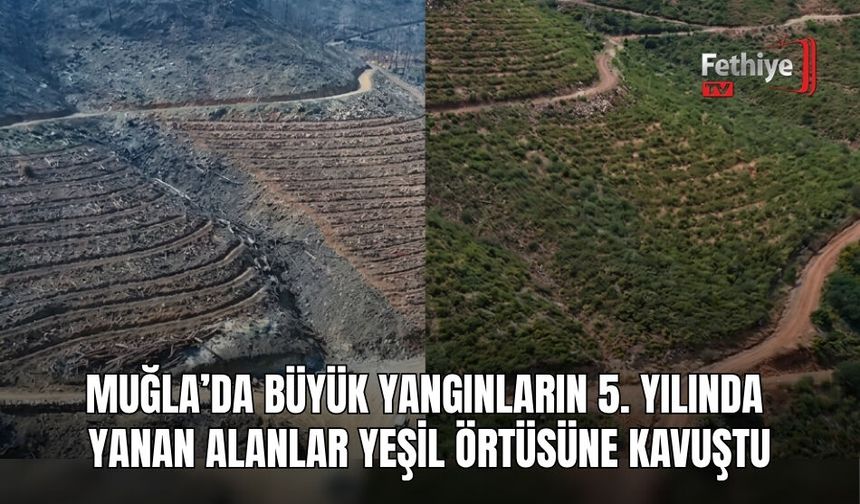 Muğla’da Büyük Yangınların 5. Yılında Yanan Alanlar Yeşil Örtüsüne Kavuştu