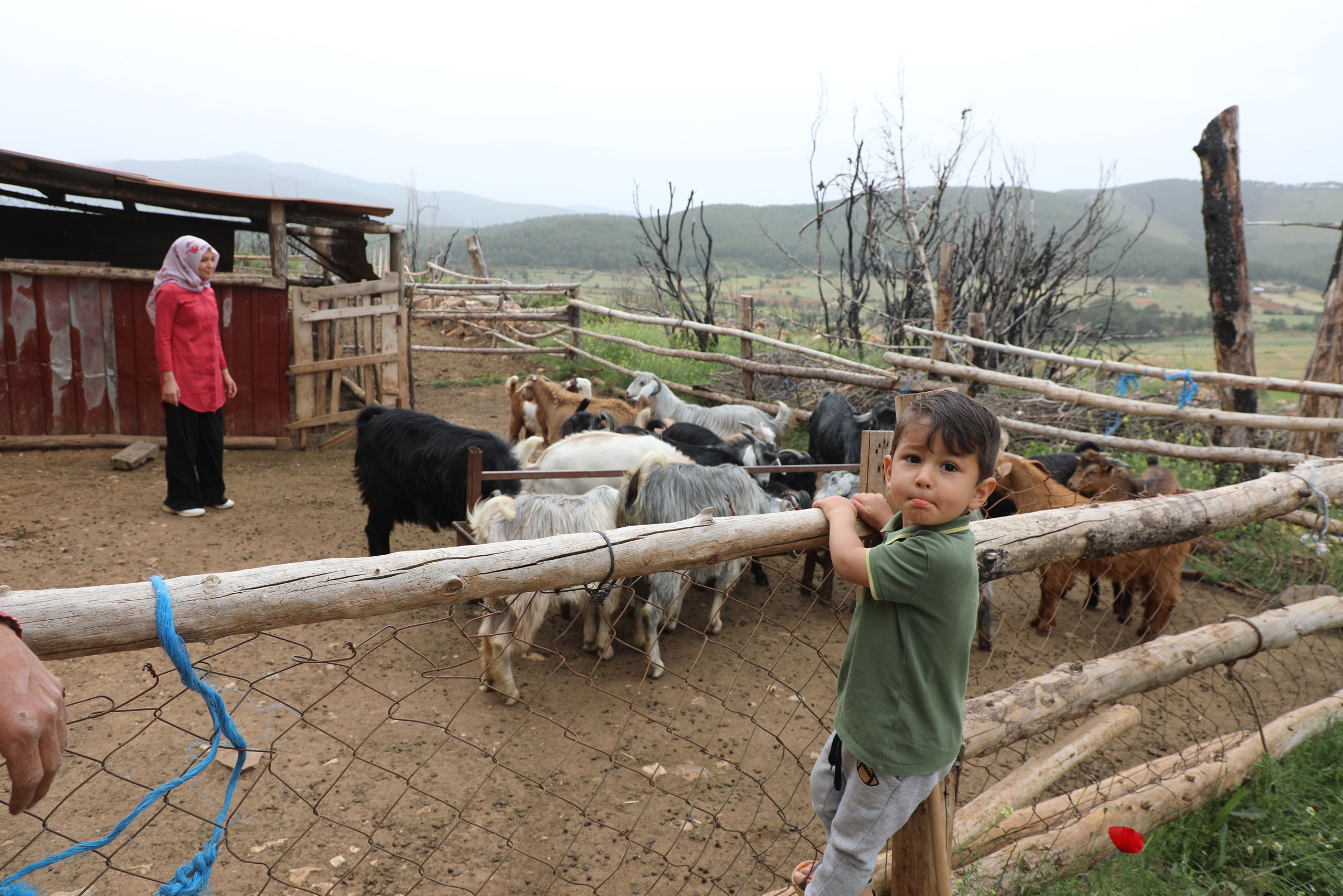 Büyükşehir Kıl Keçisi Projesi Meyvelerini Veriyor (8)