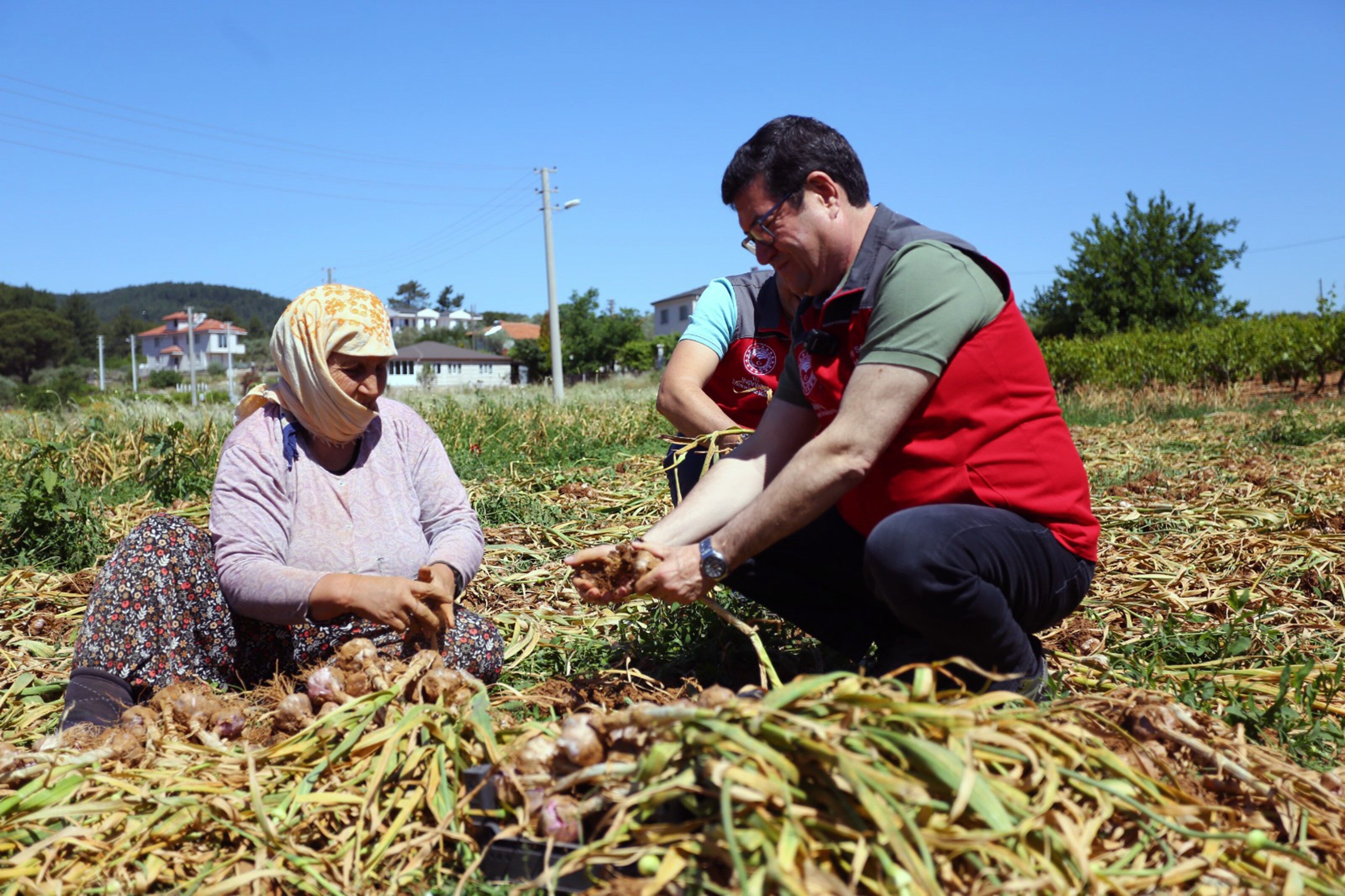 Ula’da Sarımsak Hasadı (3)