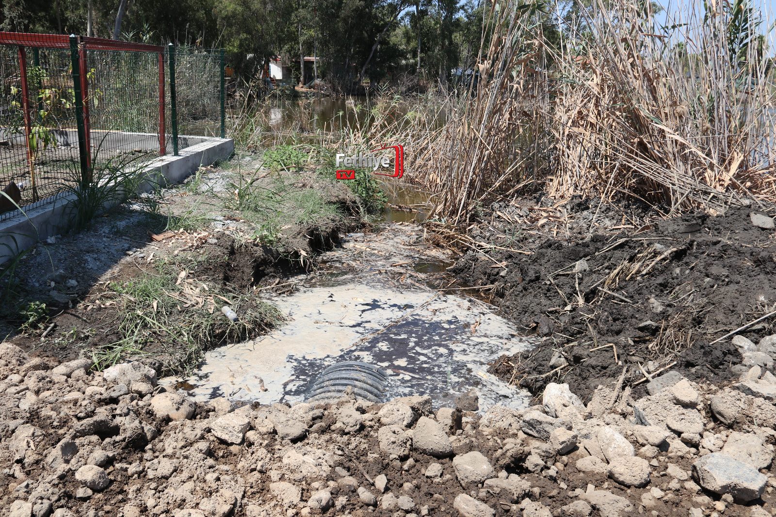 Fethiye’de Ölüme Terk Edilen Su Kaplumbağaları Yeniden Gölle Buluştu (14)