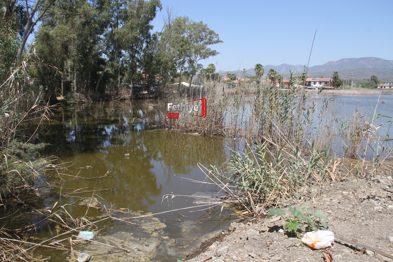 Fethiye’de Su Kaplumbağalarını Ölüme Terk Ettiler (16)