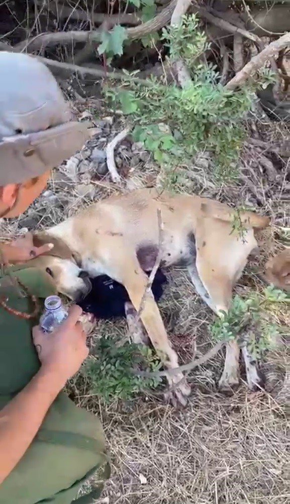 Vurulan Köpeği, Tedavisinin Ardından Sahiplenmek İstiyor (4)