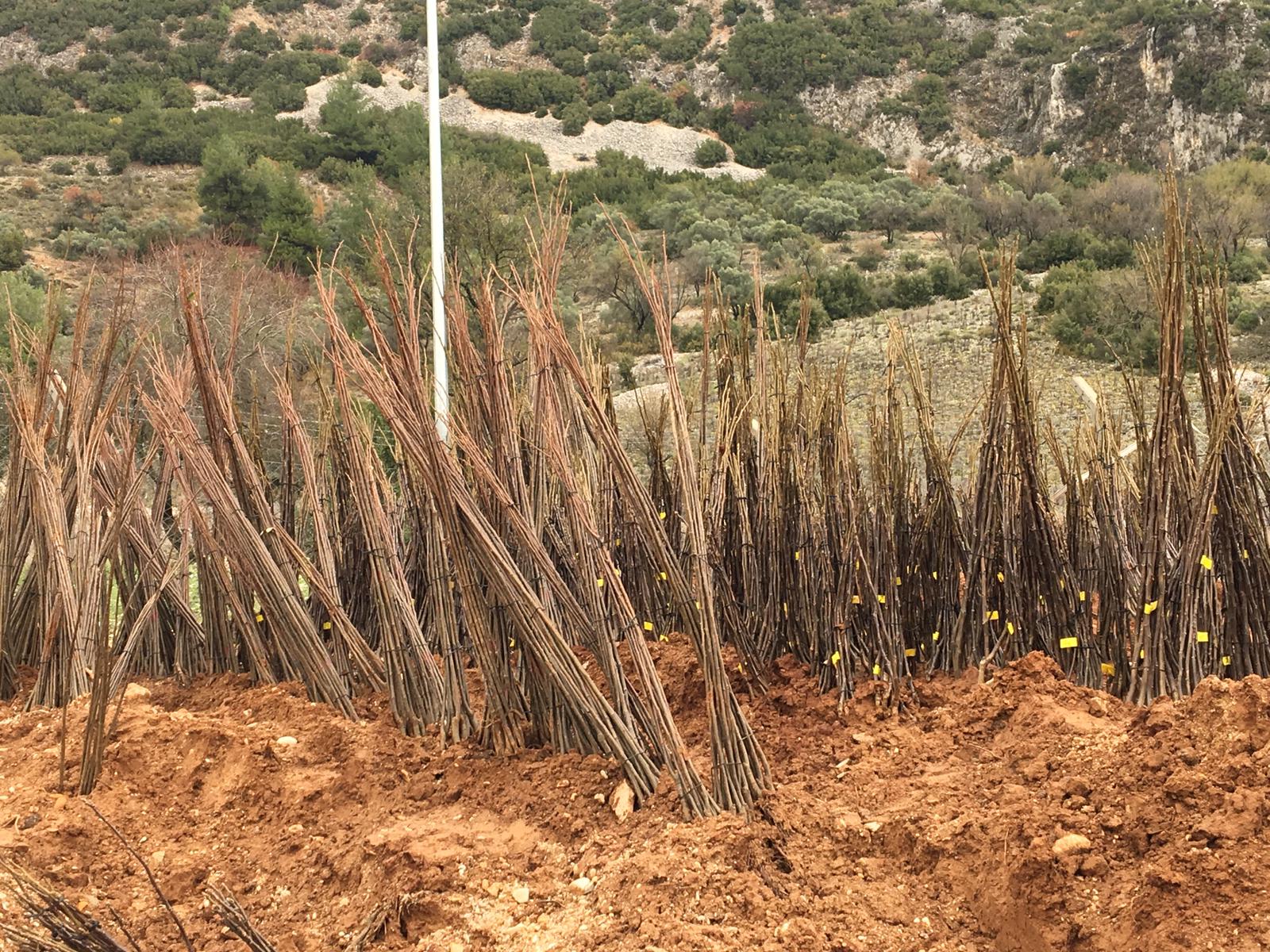 Büyükşehir Orman Yangınları Sonrası Üreticinin Yanında (4)