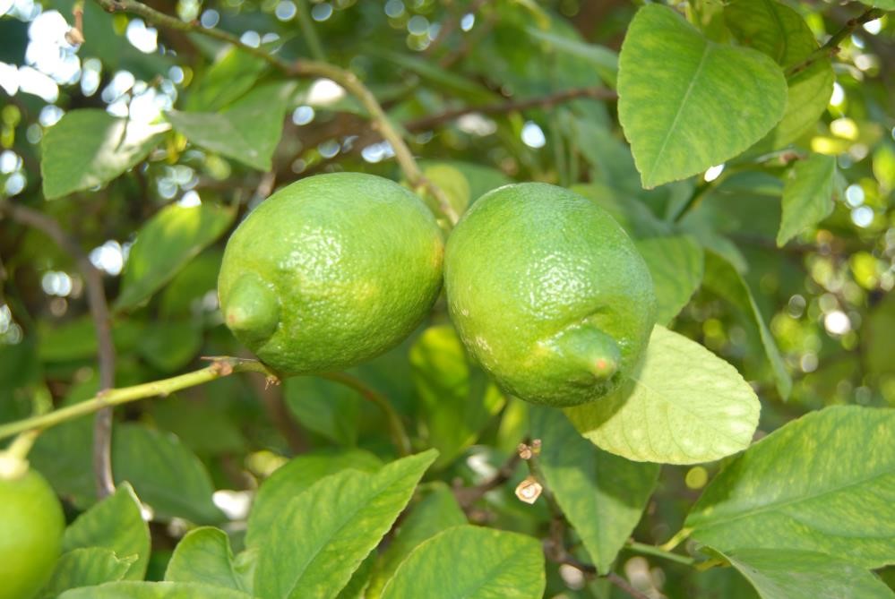 Dalaman Cezaevi’nde Yetiştirilen Yaklaşık 520 Bin Kilo Limon İhale İle Satılacak (2)