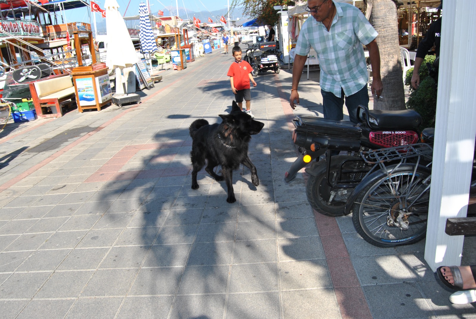 Fethiye’de Kurt Köpeği Görev Yapan Polislere Saldırdı (4)