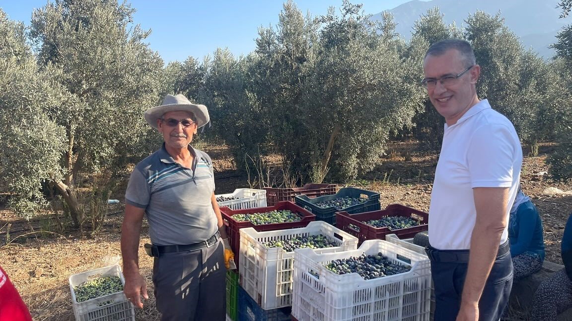 Kaymakam Ertaş, Zeytin Hasadına Katıldı (1)