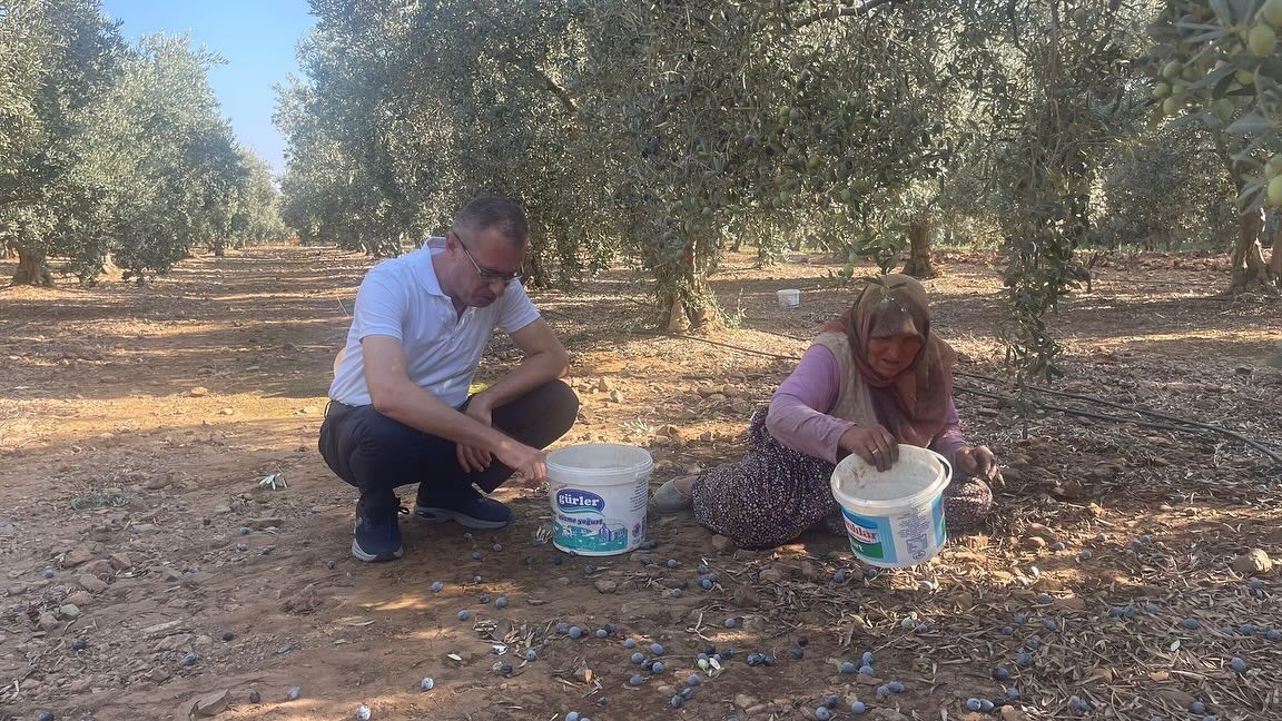 Kaymakam Ertaş, Zeytin Hasadına Katıldı (4)