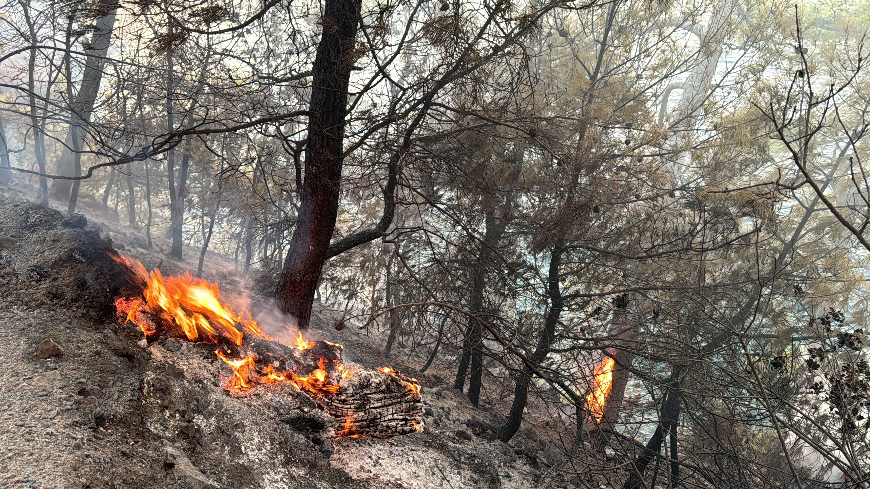 Muğla’yı Orman Yangınları Esir Aldı (3)