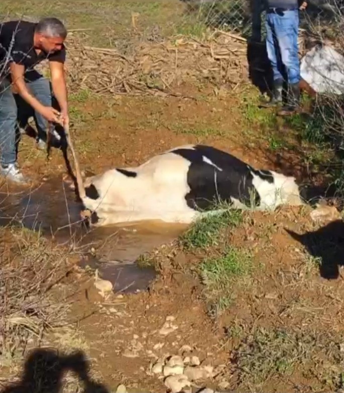 Çamura Saplanarak Derede Mahsur Kalan İnek, İş Makinesiyle Kurtarıldı (1)