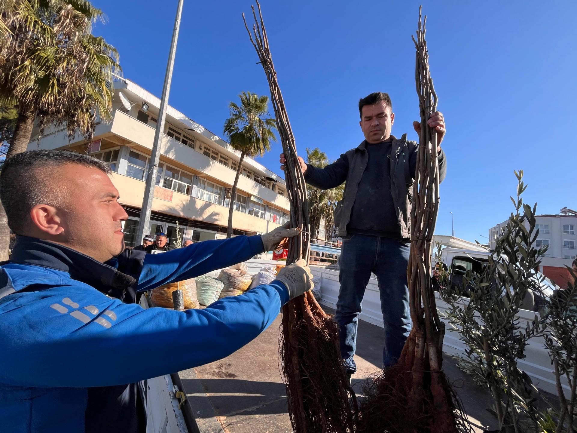 Dalaman'da Zeytin Ve Ceviz Fidanları Dağıtıldı (4)